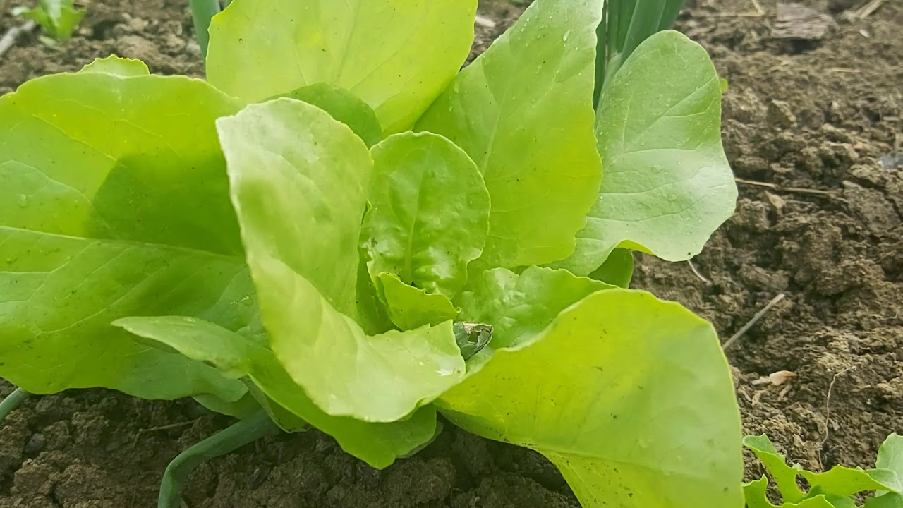 Salata verde, cum sa plantezi si sa ingrijesti aceasta leguma