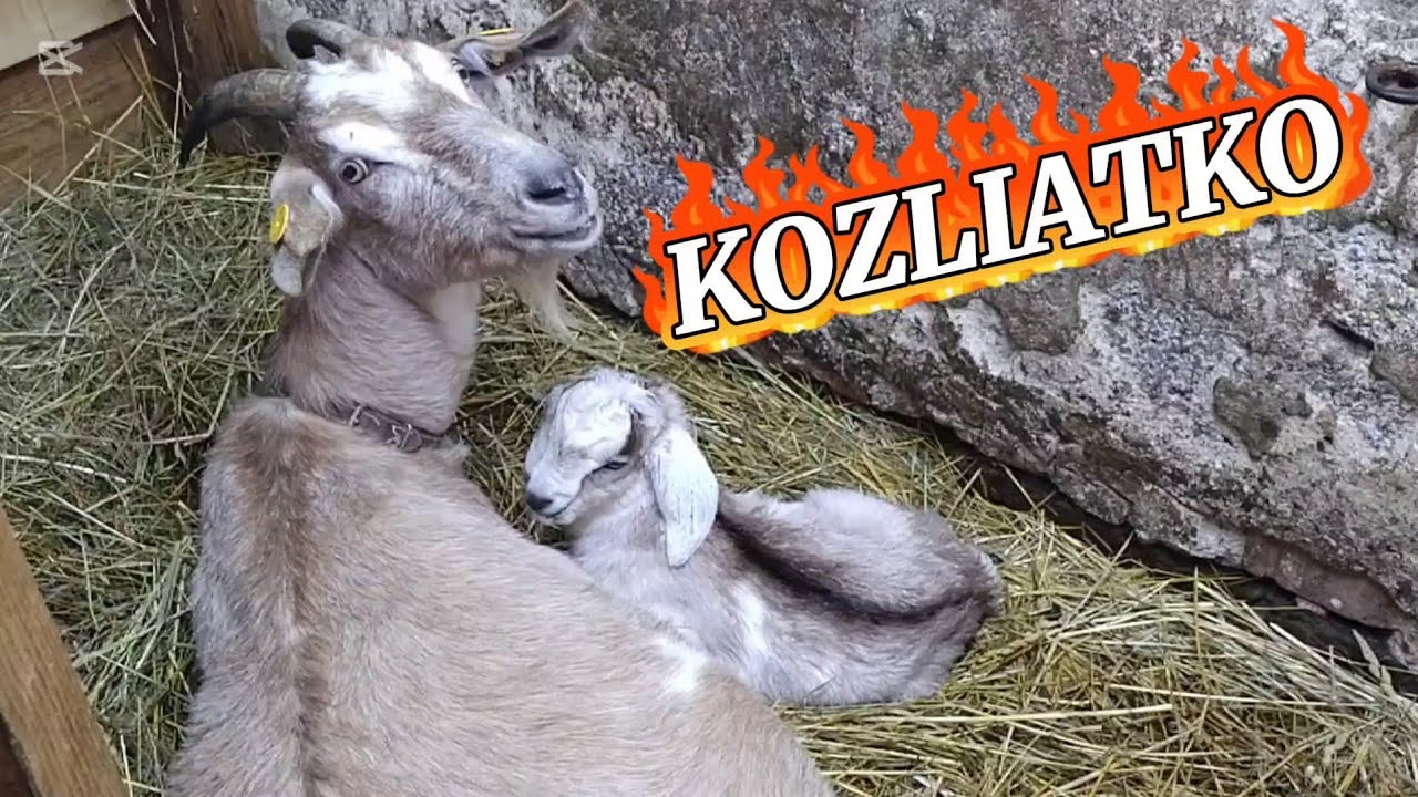 !!! MÁME KOZLIATKO !!!