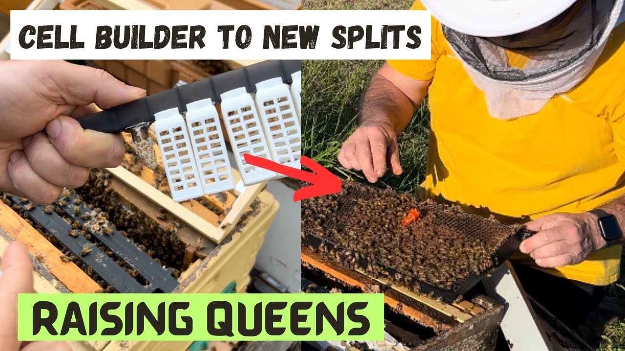 1st Time Raising Queens - Splits and Cell Placement