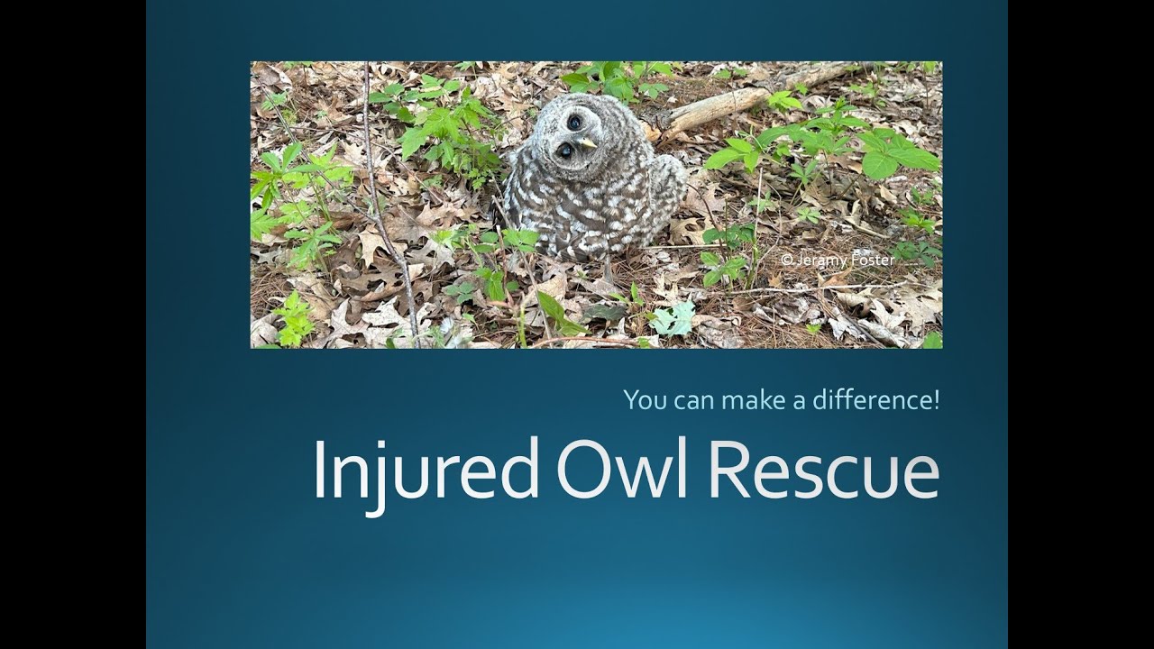 Learn how to rescue injured owls with the International Owl Center