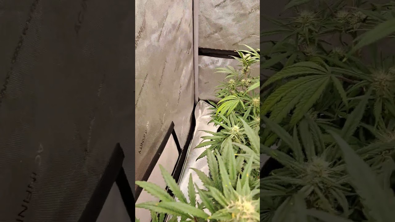 Greenpoint - Oreoz Auto and Sweet Seeds - Jack 47 Auto Project.