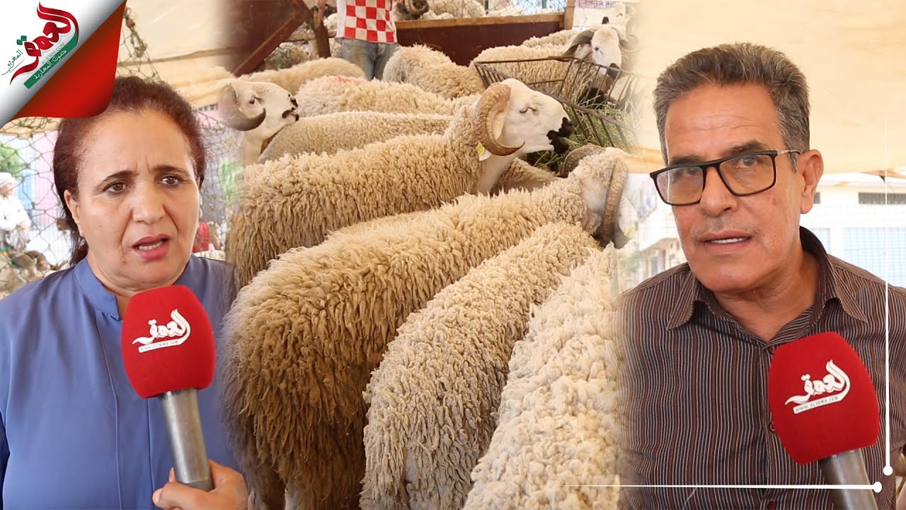 يمتد على أربع هكتارات.. سوق نموذجي يوفر الأضاحي لسكان مدينة القنيطرة بأثمان وسلالات متنوعة