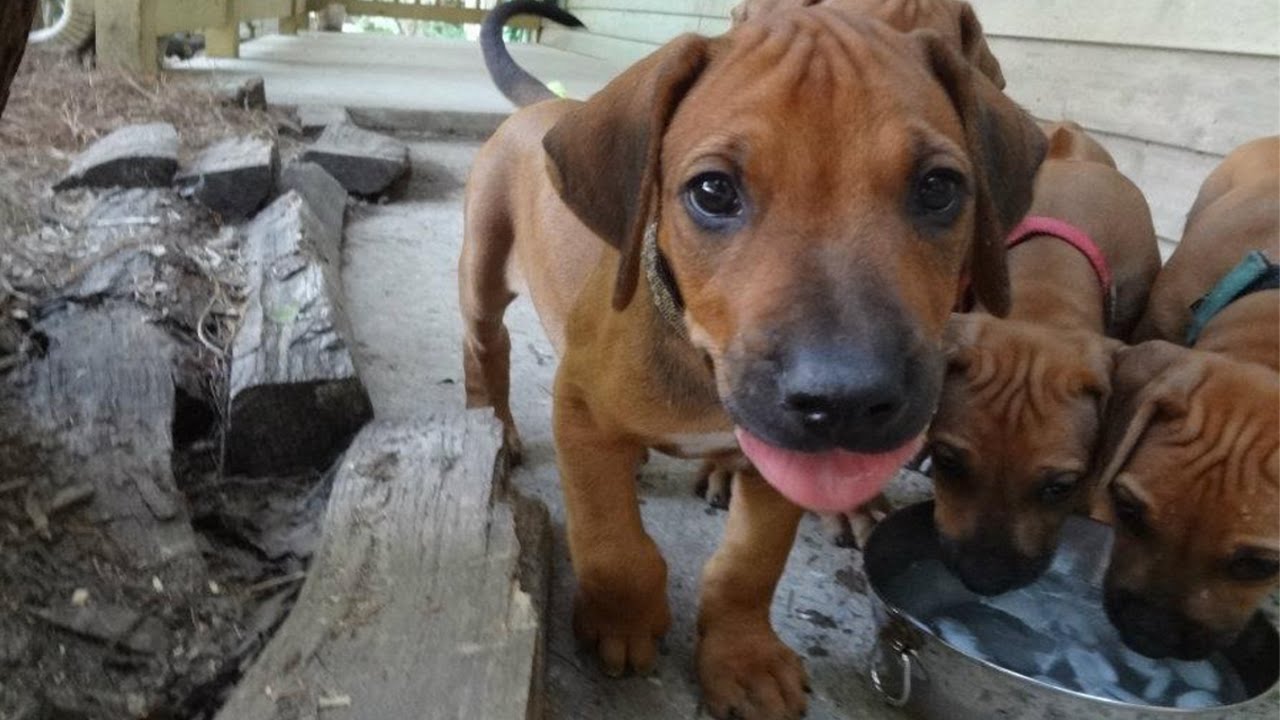 Rhodesian Ridgeback PUPPY! Simba's 1st year!