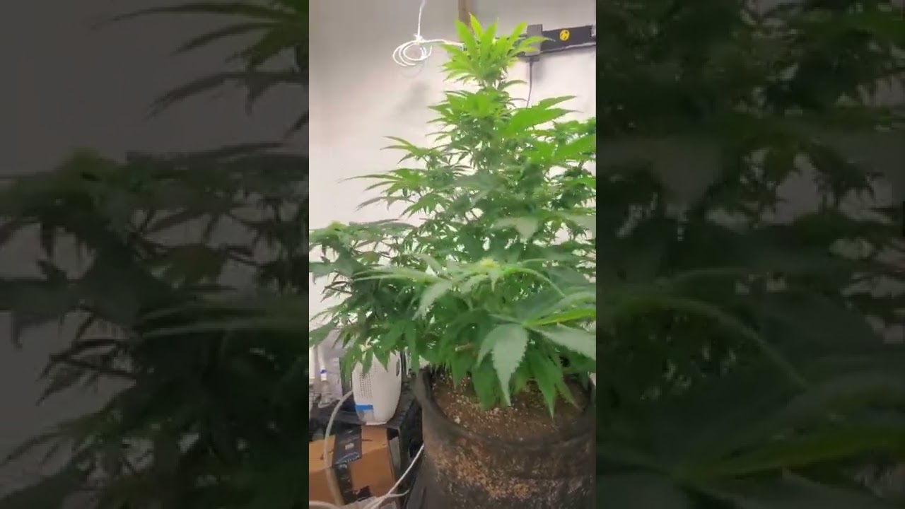 Defoliation Octopot grow room grow #4 Jack herer, Critical auto, White widow, Alaskan purple.
