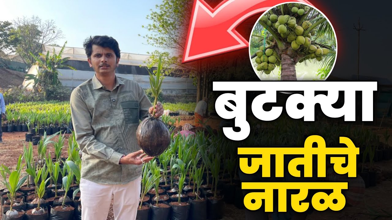 कमी खर्च जास्त उत्पन्न 🌴 बुटक्या जातीचा नारळ | Malaysian Green Dwarf | 8380878585 #नारळ #NaralSheti 