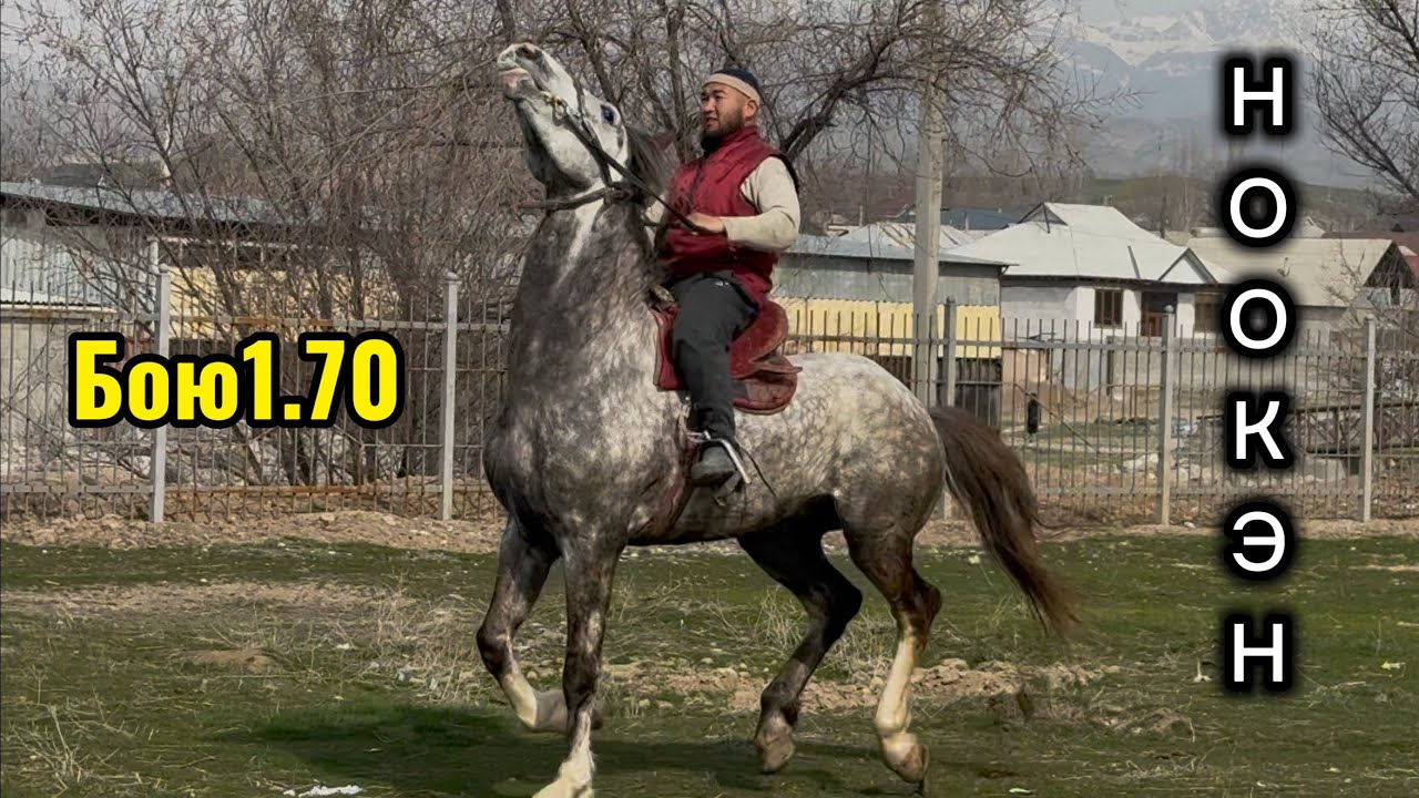 Бою1.70 Чон Ат +996-706-12-64-63. 25 февраля 2026 г.
