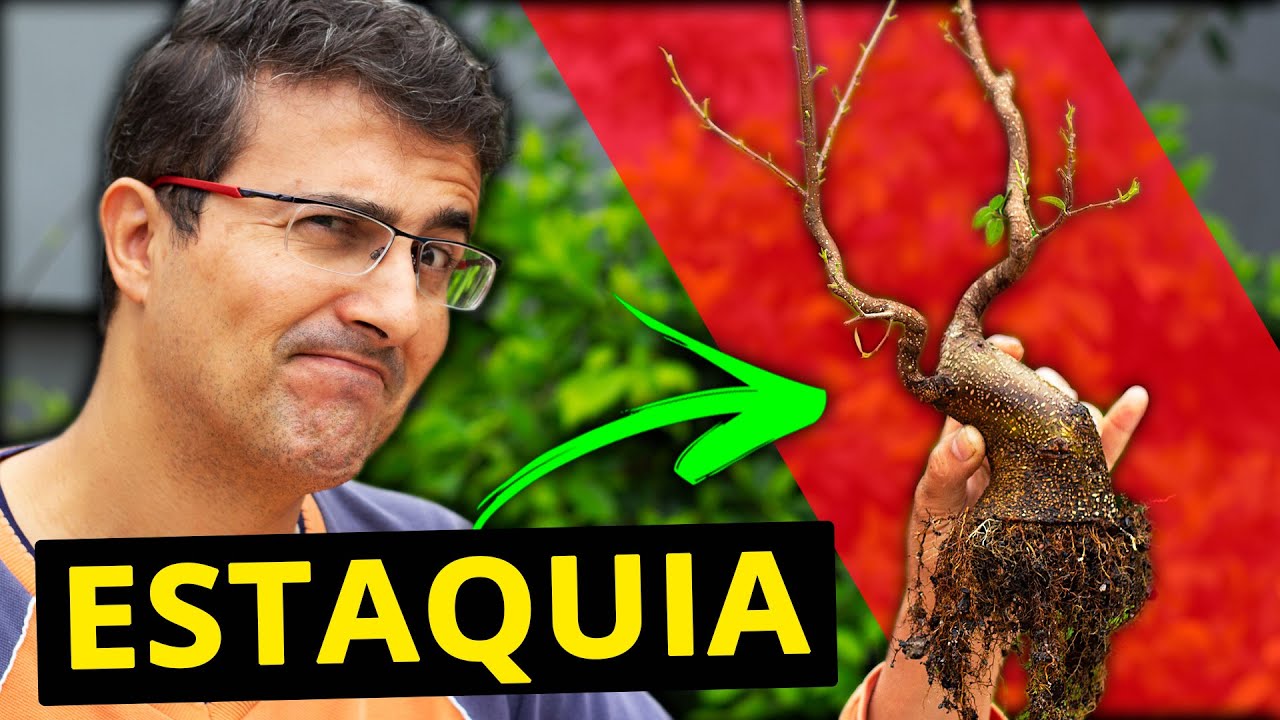 ESTAQUIA DE GALHOS GROSSOS, Vamos Aprender a Fazer!