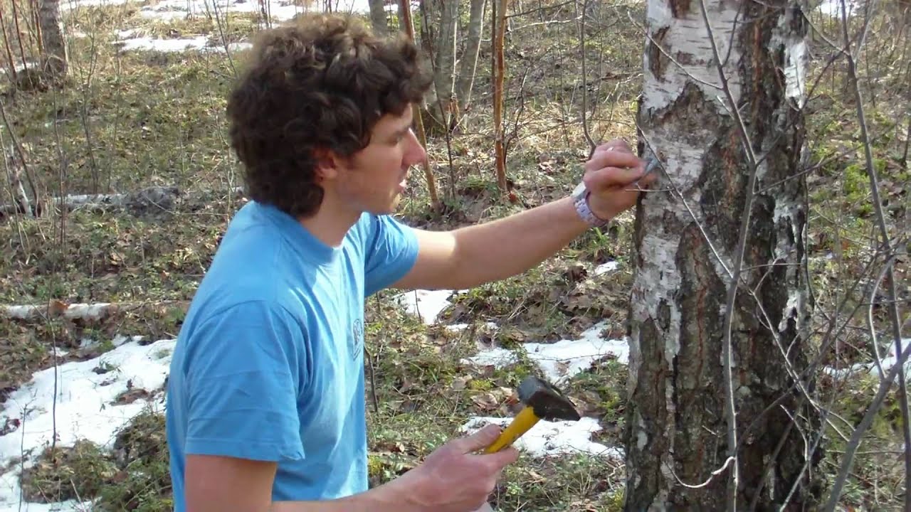 Berza urbsana / Birch tree drilling / Berza sulas tecinasana / Birch tapping for sap