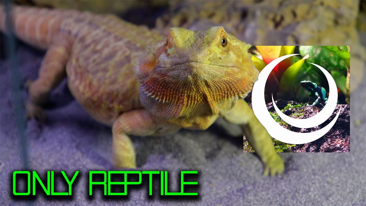 TIENDA DE REPTILES Y ANFIBIOS EN EL MERCADO MORELOS | ONLY REPTILE | ACCESORIOS Y MÁS