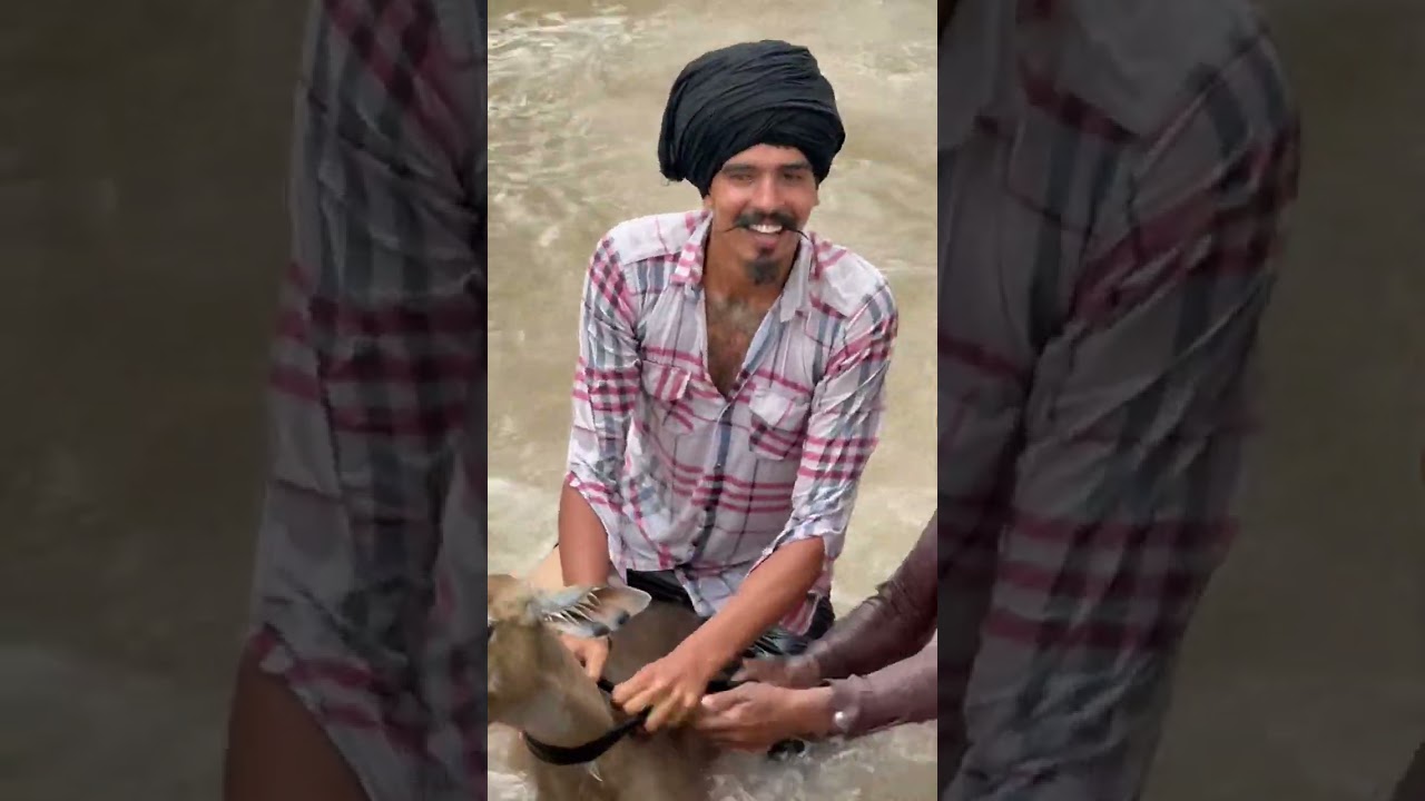 ਮਸਾਂ ਮਸਾਂ ਜਾਂਨ ਬਚੀ ਬੇਜ਼ੁਬਾਨ ਦੀ #trending #animals #desi