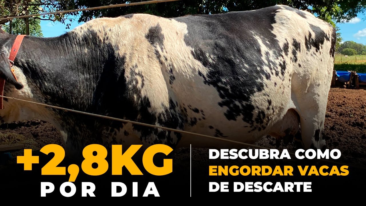 Descubra como ENGORDAR vacas de DESCARTE