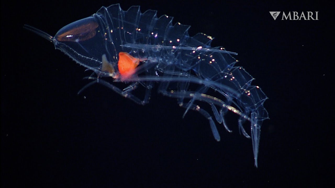 The crystal amphipod hides in plain sight in the deep sea