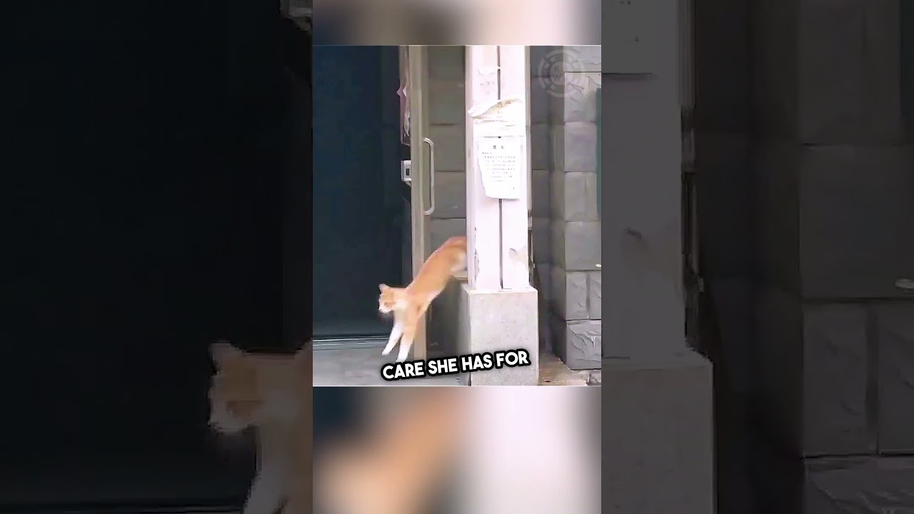 Mother Cat's Protective Instincts Kick In After Kitten Falls! #shorts