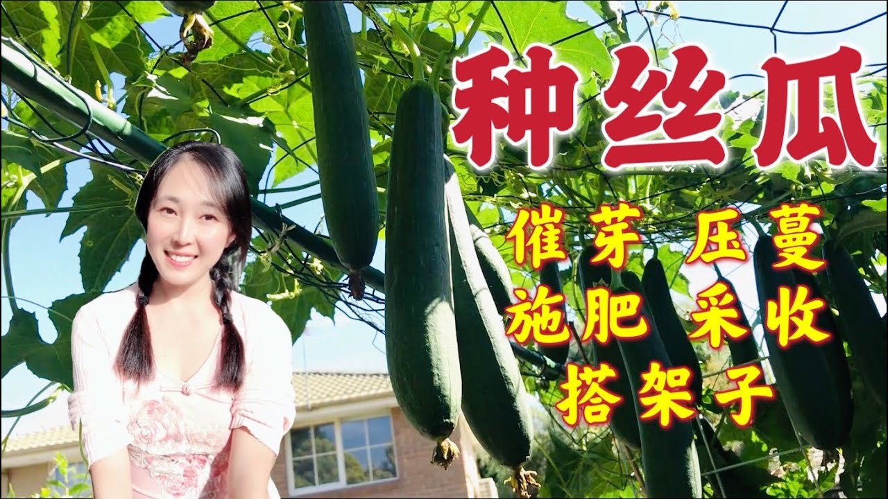 【种植35】丝瓜种植 | 季节、催芽、育苗、压蔓、搭架子、施肥、授粉、采收...学会这些。包你种出让人羡慕的高产丝瓜 | How to grow luffa / loofah