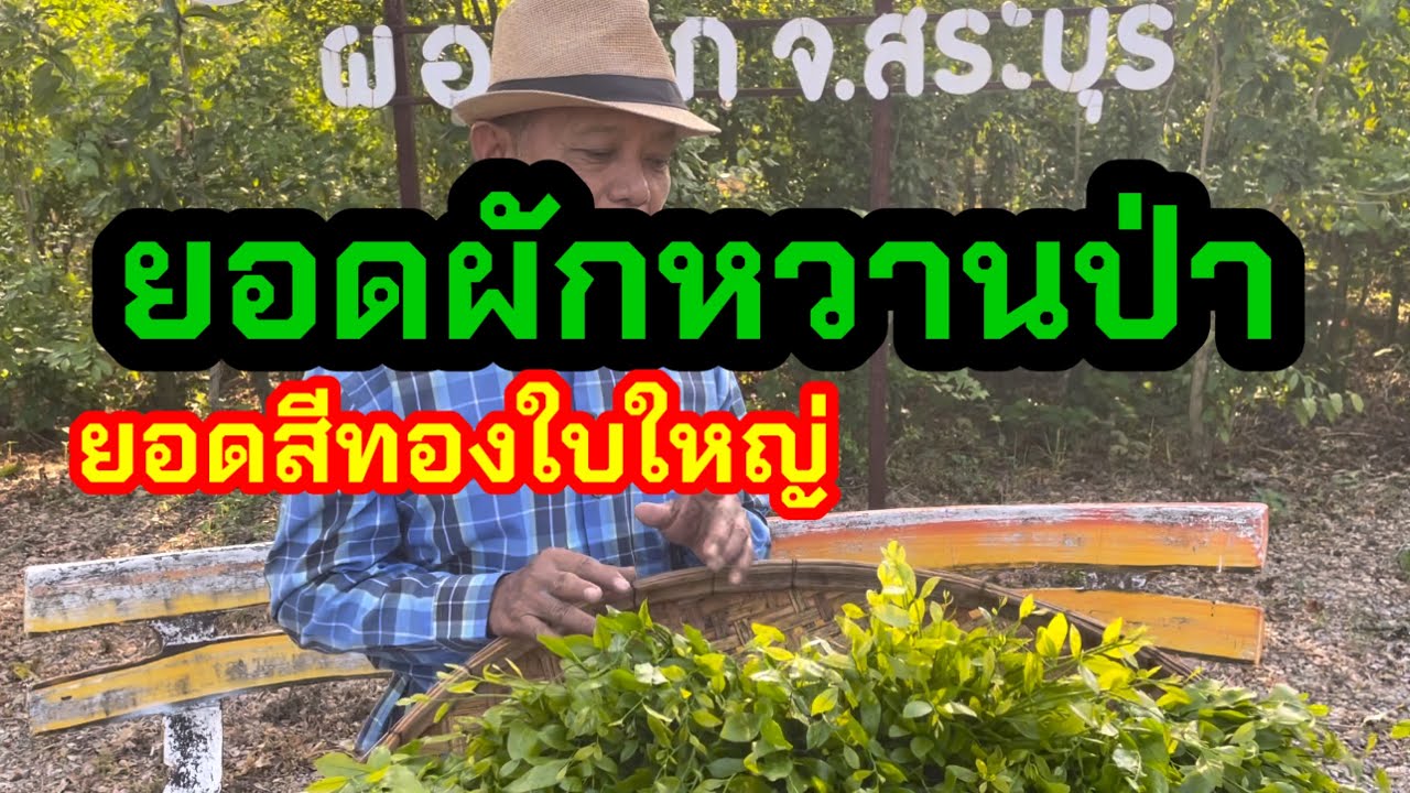 @ยอดผักหวานป่า พันธุ์ยอดสีทองใบใหญ่