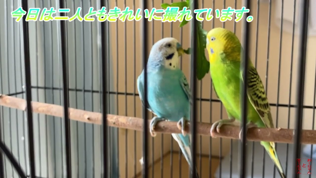我が家のインコ　おーちゃんときーちゃん(101)　きれいに撮られたインコ。