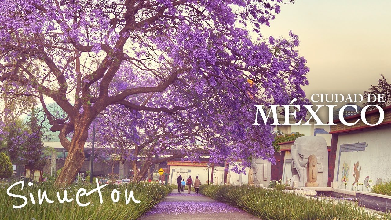 Top 5 Lugares para ver Jacarandas en CDMX (4K) - Sinueton