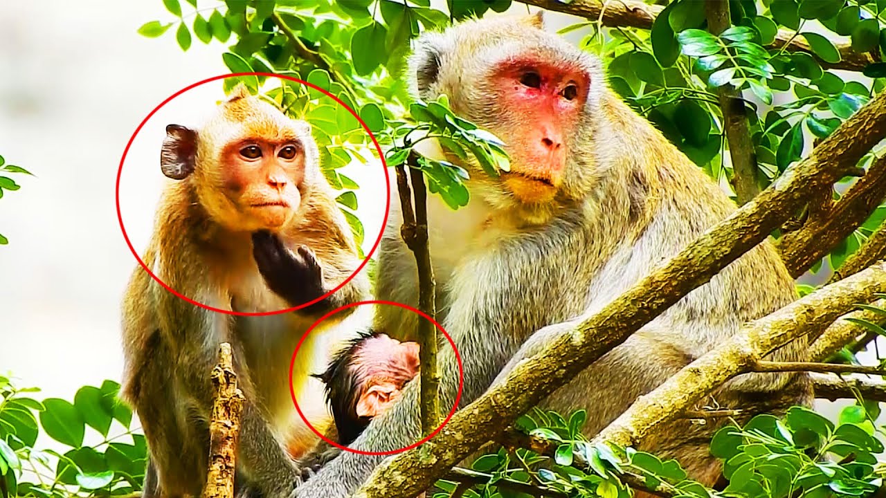 Really Jealous Of Janna Monkey To Jazzy Girl From Jazzy Born Janna Never Get Milk, Janna Hate Jazzy?