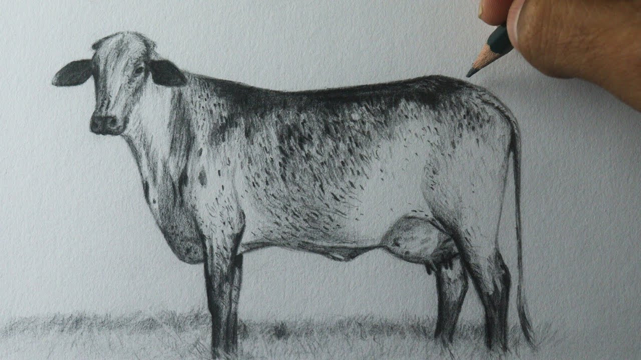 Como desenhar uma Vaca Girolando PASSO A PASSO narrado