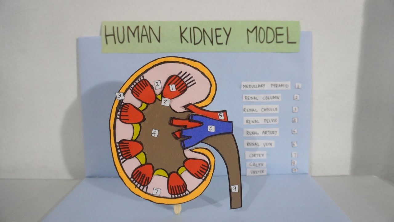 Kidney model 3D making science project - diy | Kidney still model | How to make kidney Model 3D
