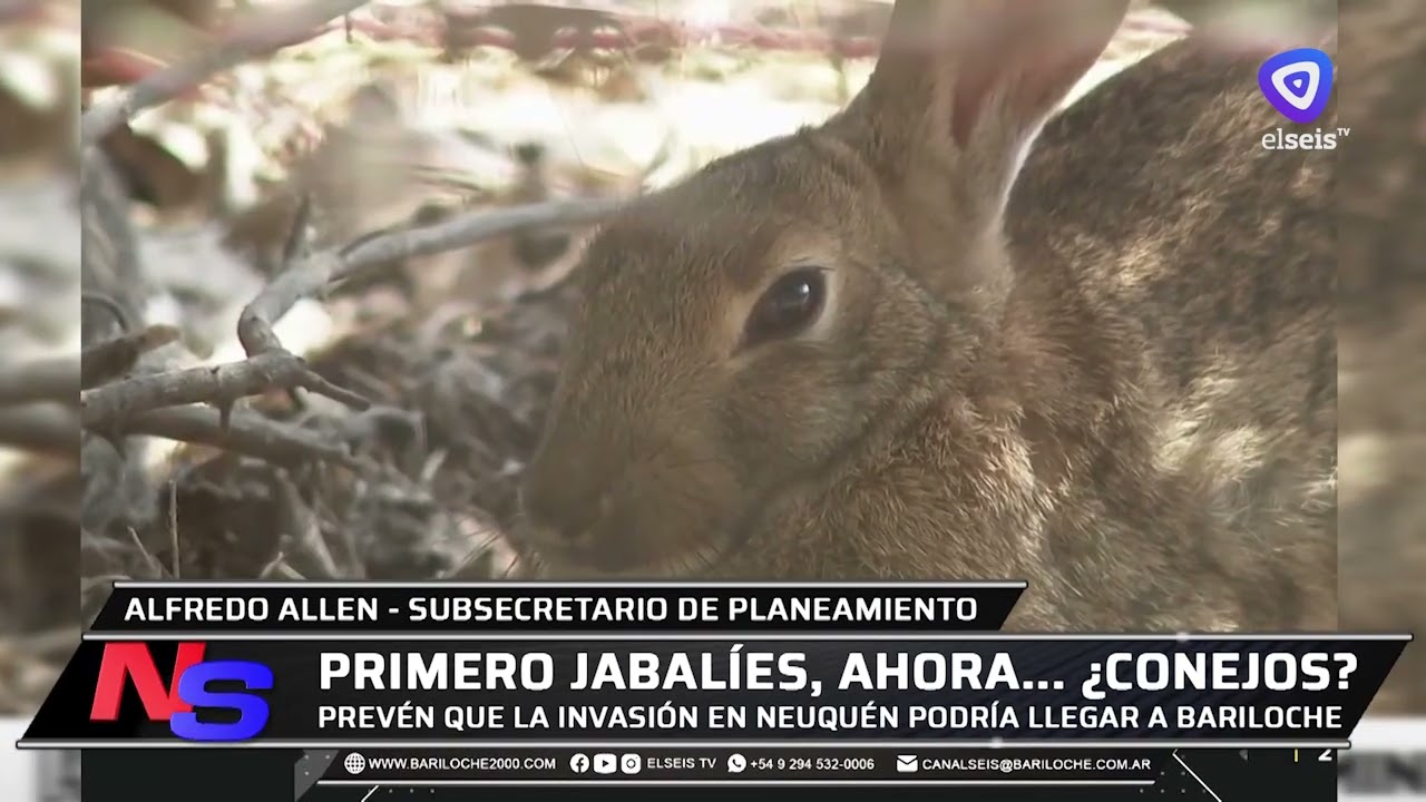 Prevén que la invasión de conejos en Neuquén podría trasladarse hacia Bariloche