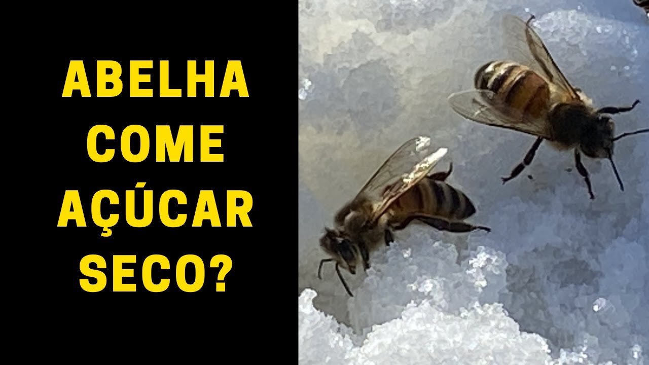 Fornecer açúcar seco VHP funciona? Apislogia responde