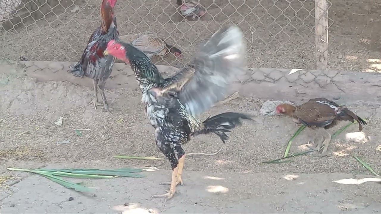 ณัฐวุฒิ คนกับไก่