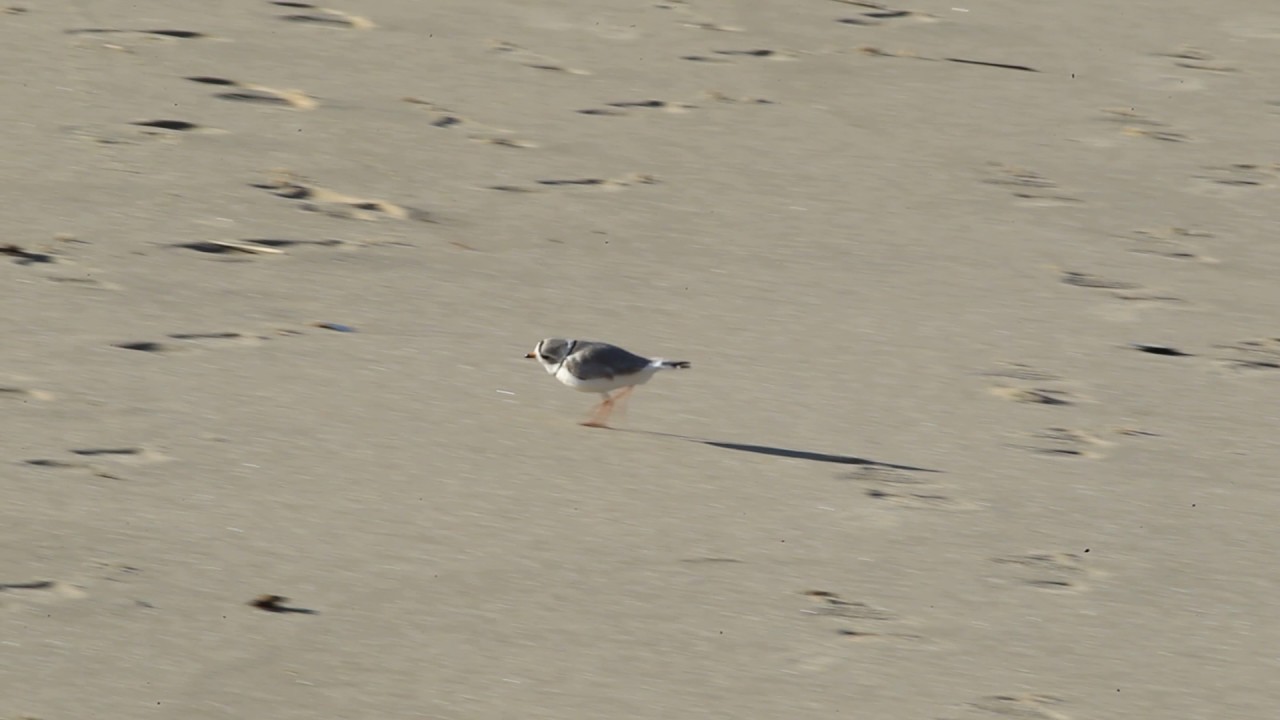 Piping Plover Running on Sand