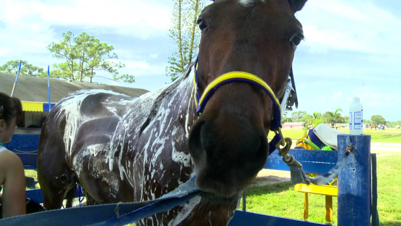 Tack to Track presented by Jacks – Bathing a Horse