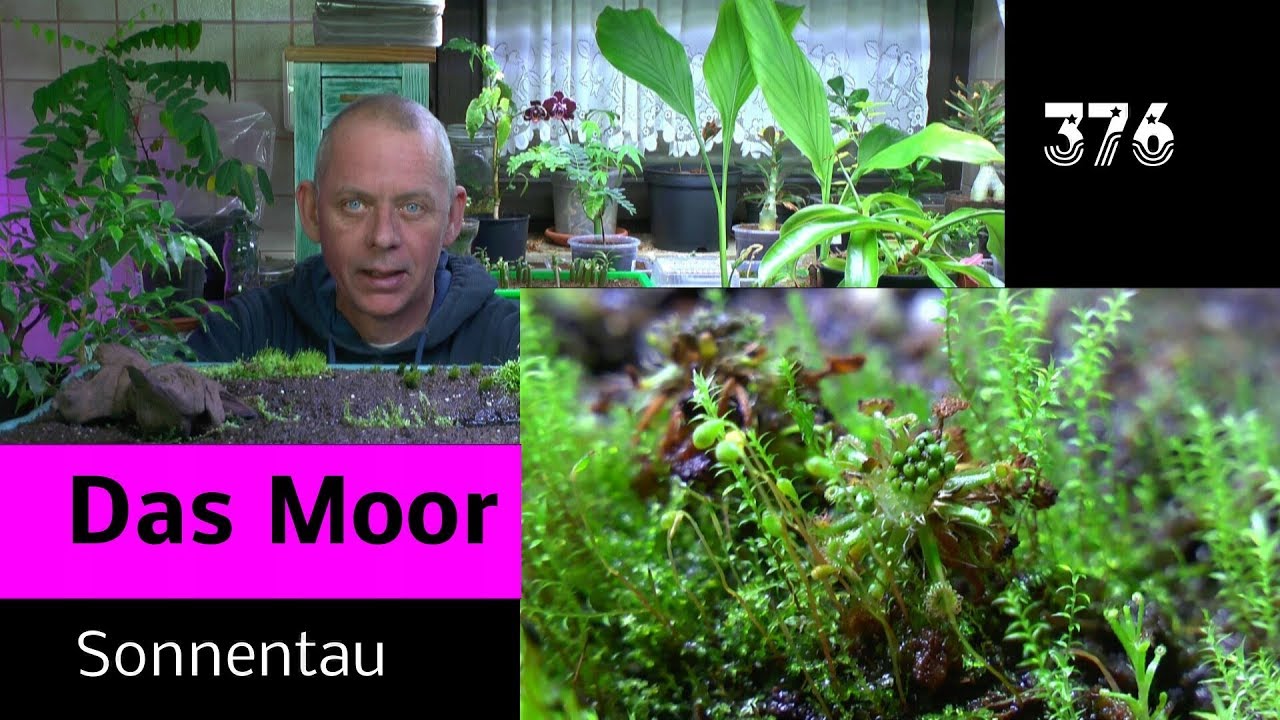 Das Moor im Haus eine verzauberte Landschaft entsteht mit der Zeit