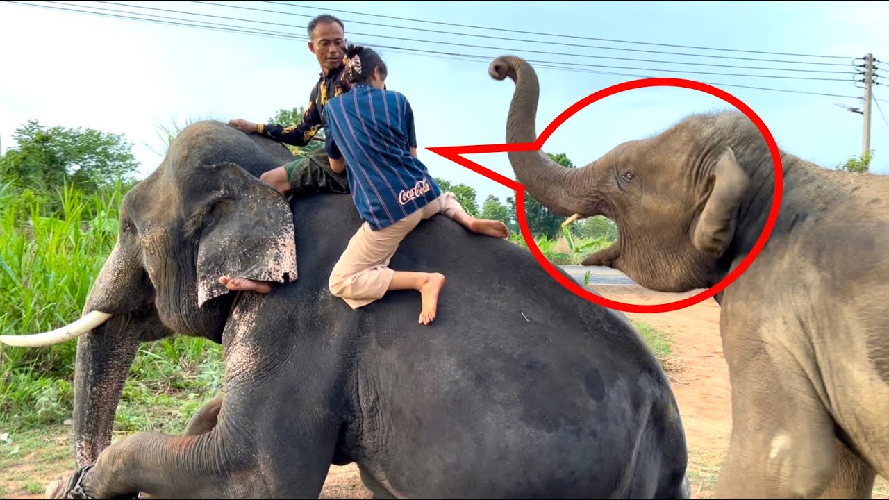 ระทึก🔥พี่ฟิล์ม ขึ้นขี่‼️พลายงาม สุพรรษา ถึงกับลั่น😱#Supansa