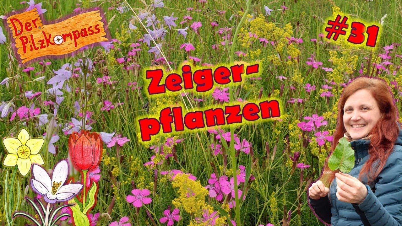 #31 Zeigerpflanzen & Habitate - der Natur auf der Spur🌾🐾🍄🦎🐗🦉🌳🌲🍄‍🟫 #nature #podcast #mushroom #plants