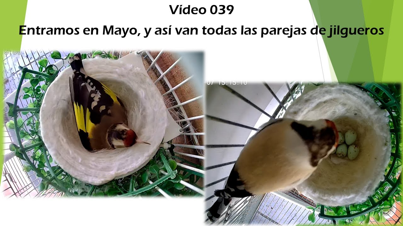 039 ENTRAMOS EN EL MES DE MAYO, Y ASÍ VAN TODAS LAS PAREJAS DE JILGUEROS