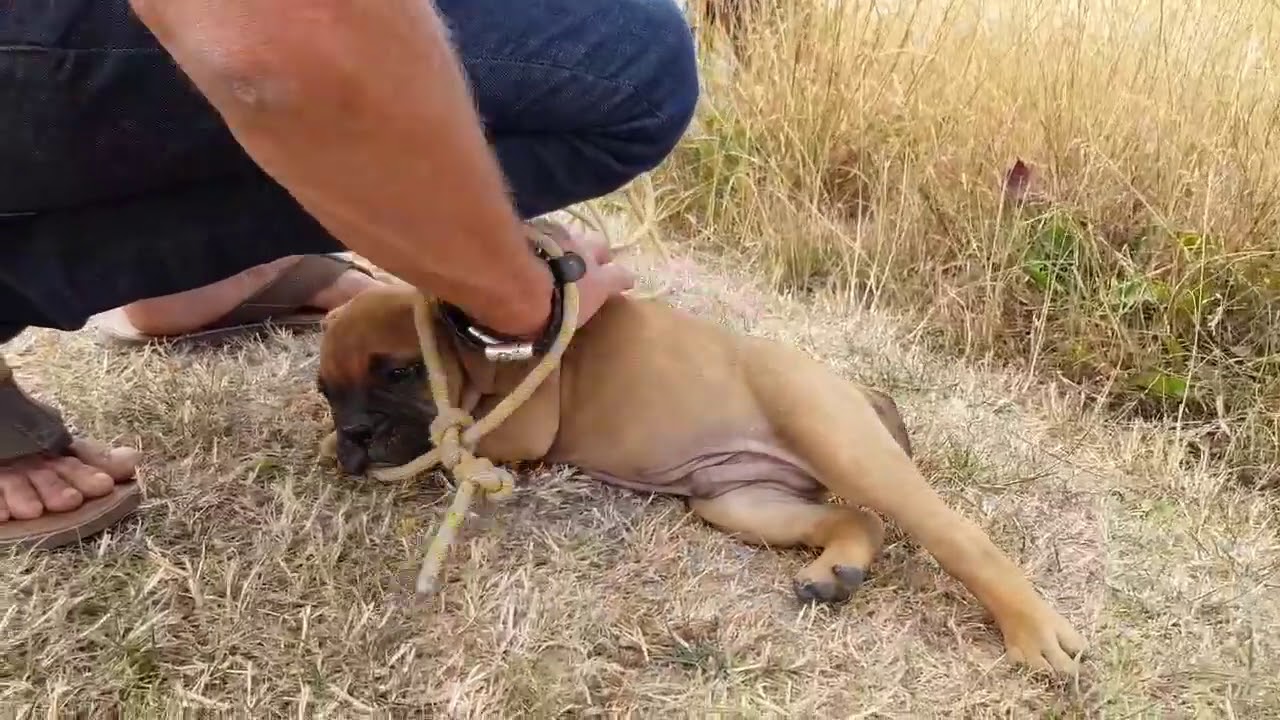 NY HVALP ?   SÅDAN KAN DU INTRODUCERE DEN FOR DIN VOKSNE HUND
