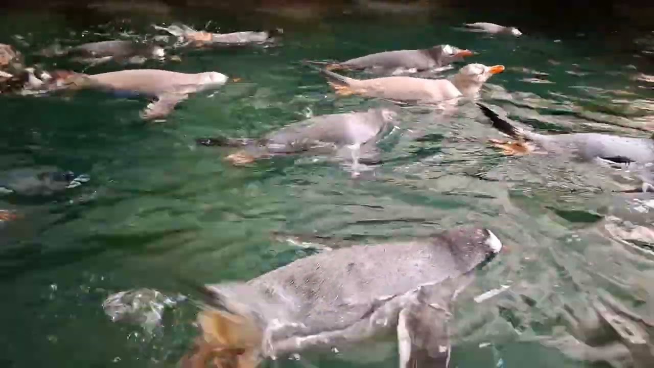 Eselspinguine schwimmen