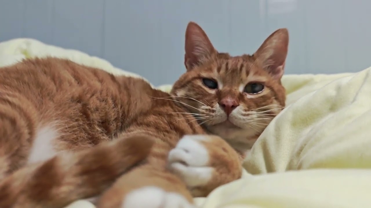 人，你终于回来了#猫咪  #记录猫咪日常  #橘猫