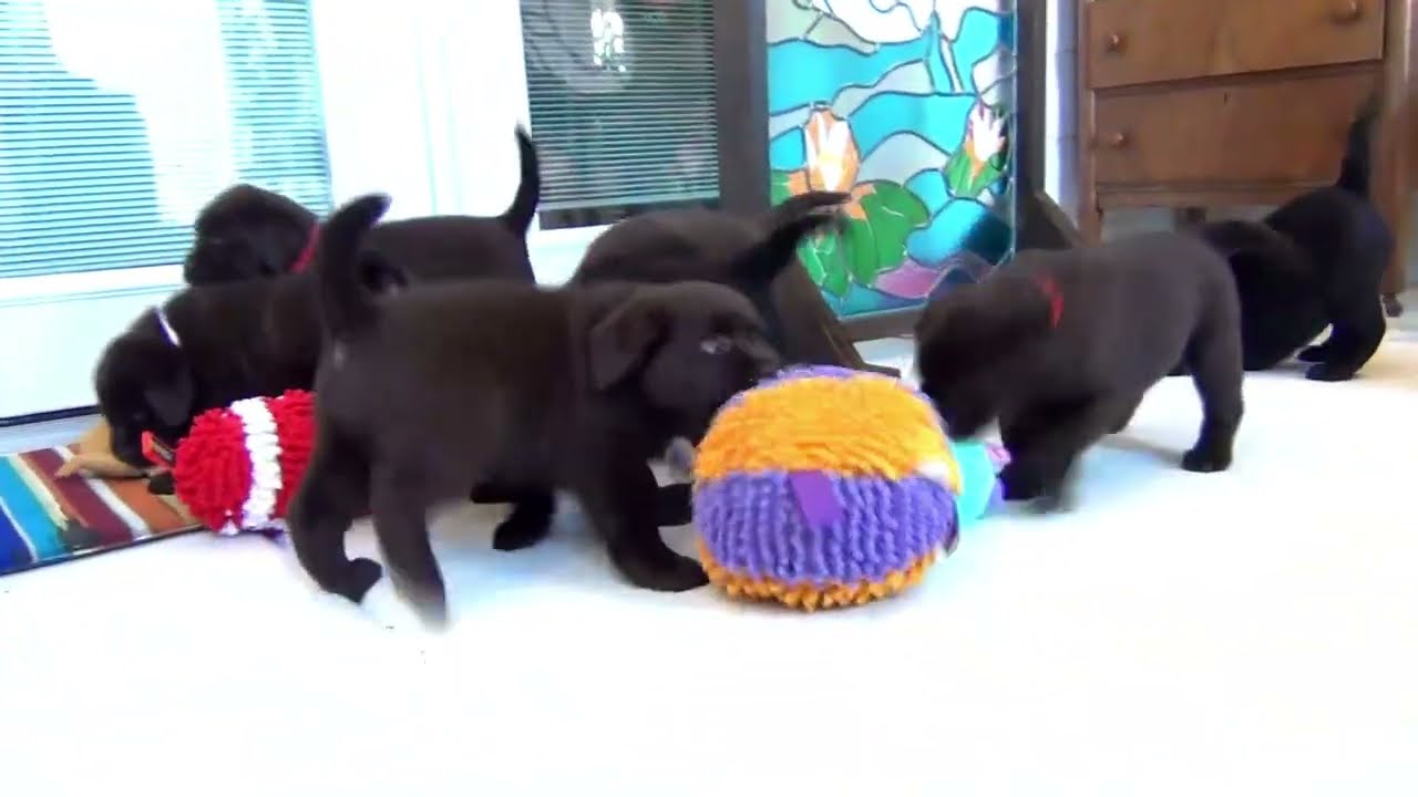 English Labrador Retriever R1 week 7