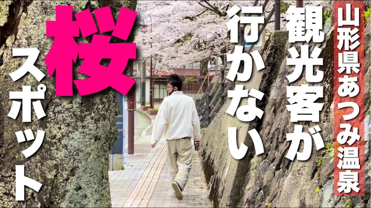 【あつみ温泉】地元住民が知ってるマイナー桜スポット【山形県鶴岡市】