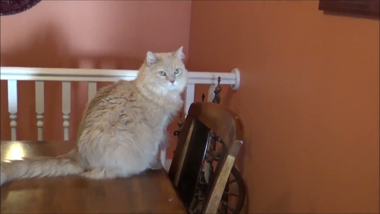 Cat Sees Ghost Haunted House Spinning Machine