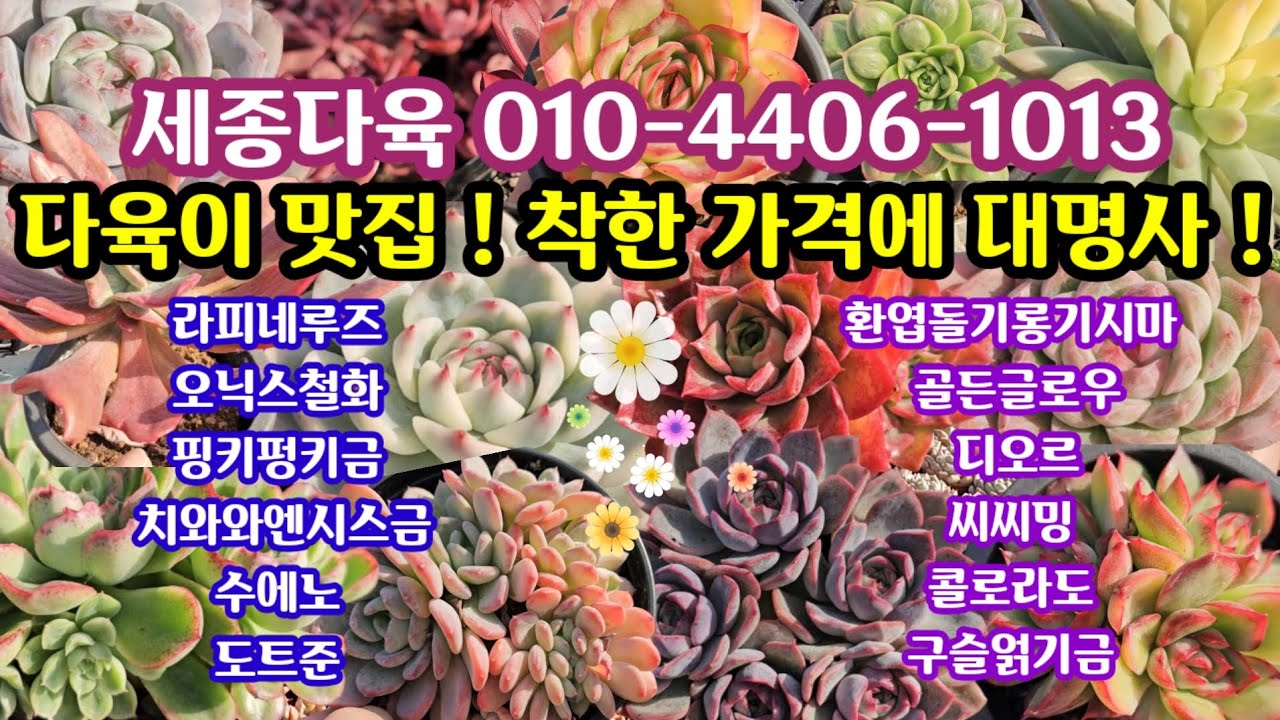 #다육이쇼핑 #세종다육 010-4406-1013 (25.11.17)🌸다육이 맛집 착한 가격에 대명사 득템 찬스🤗