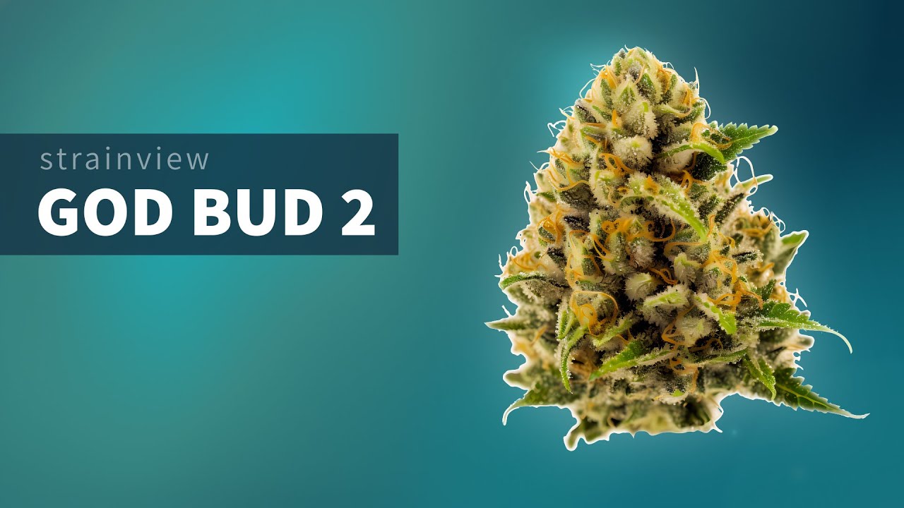 God Bud 2 - StrainView