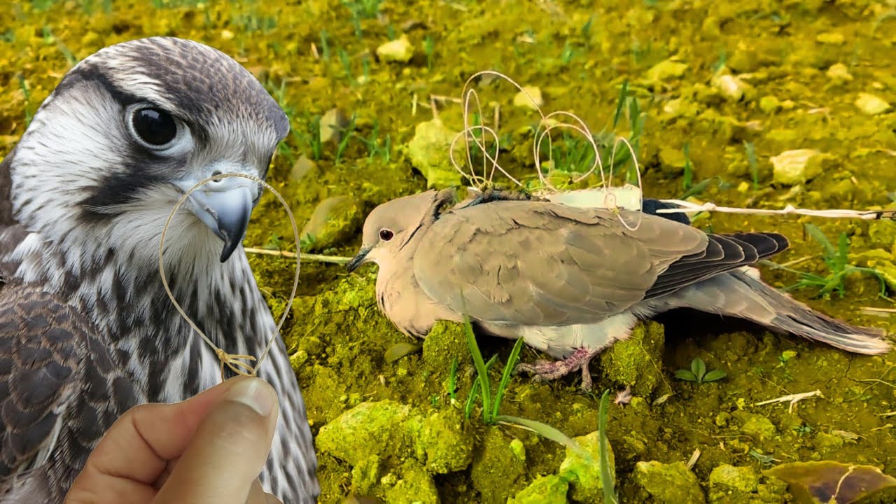 how to make snare trap for falconry trap