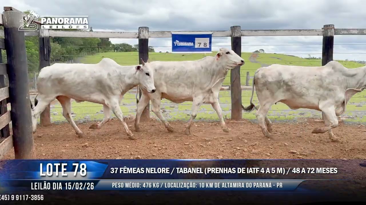 LOTE 78
