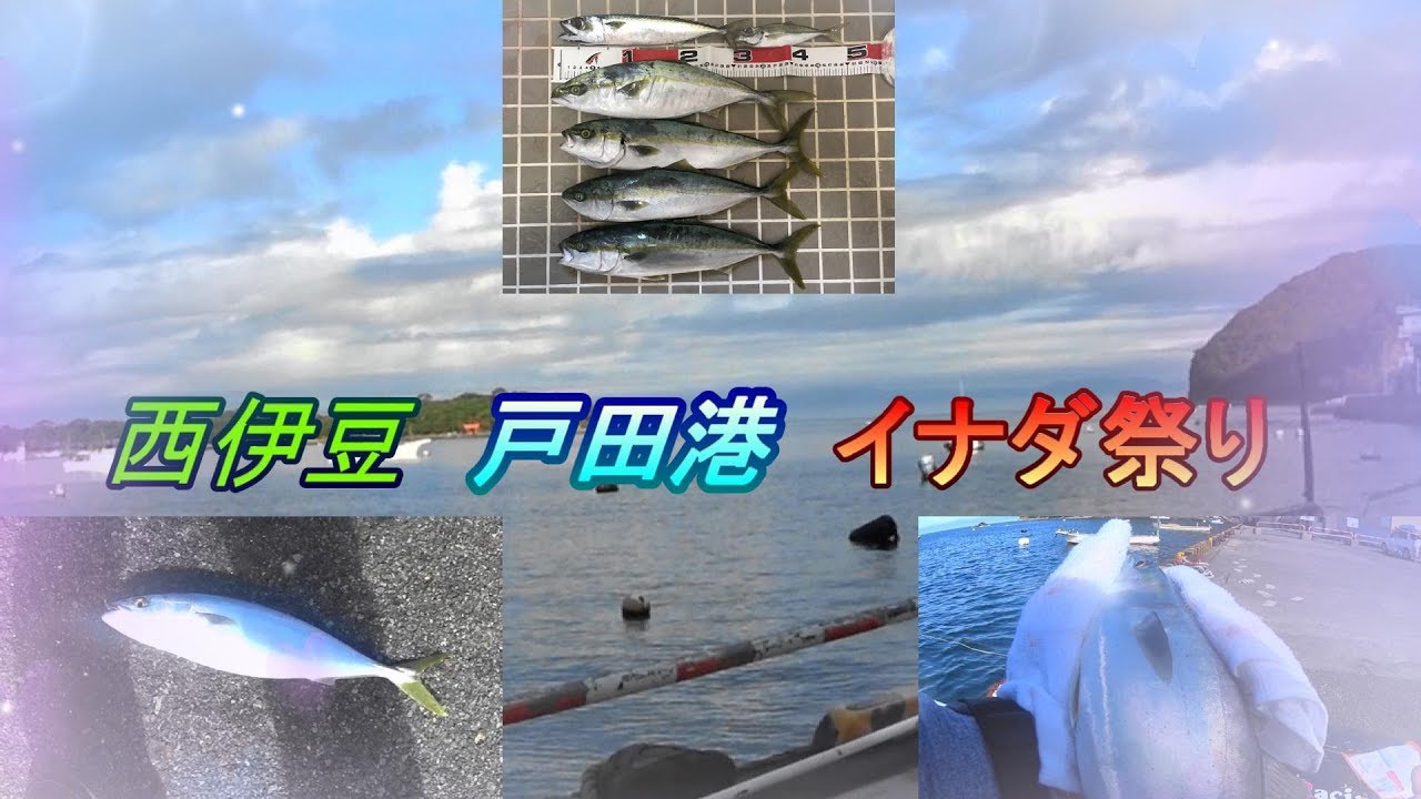 カゴ釣りでイナダ爆釣　西伊豆戸田港2018年10月初旬