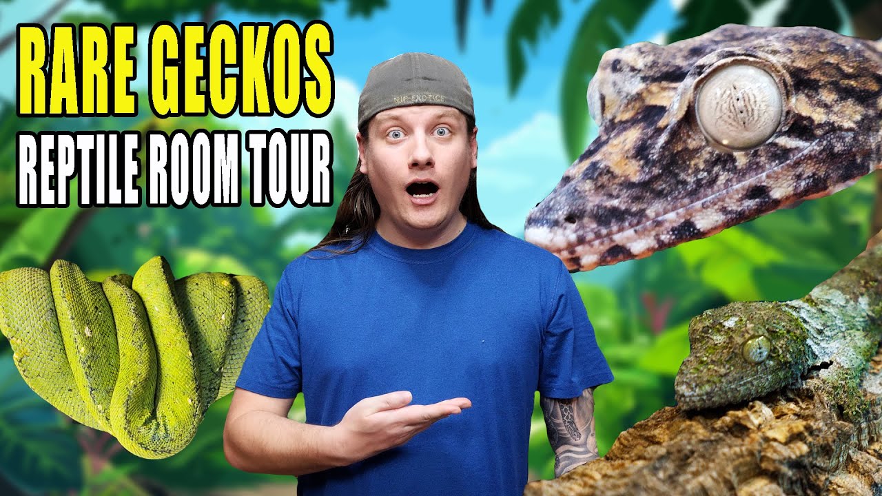 These Geckos are INSANE!