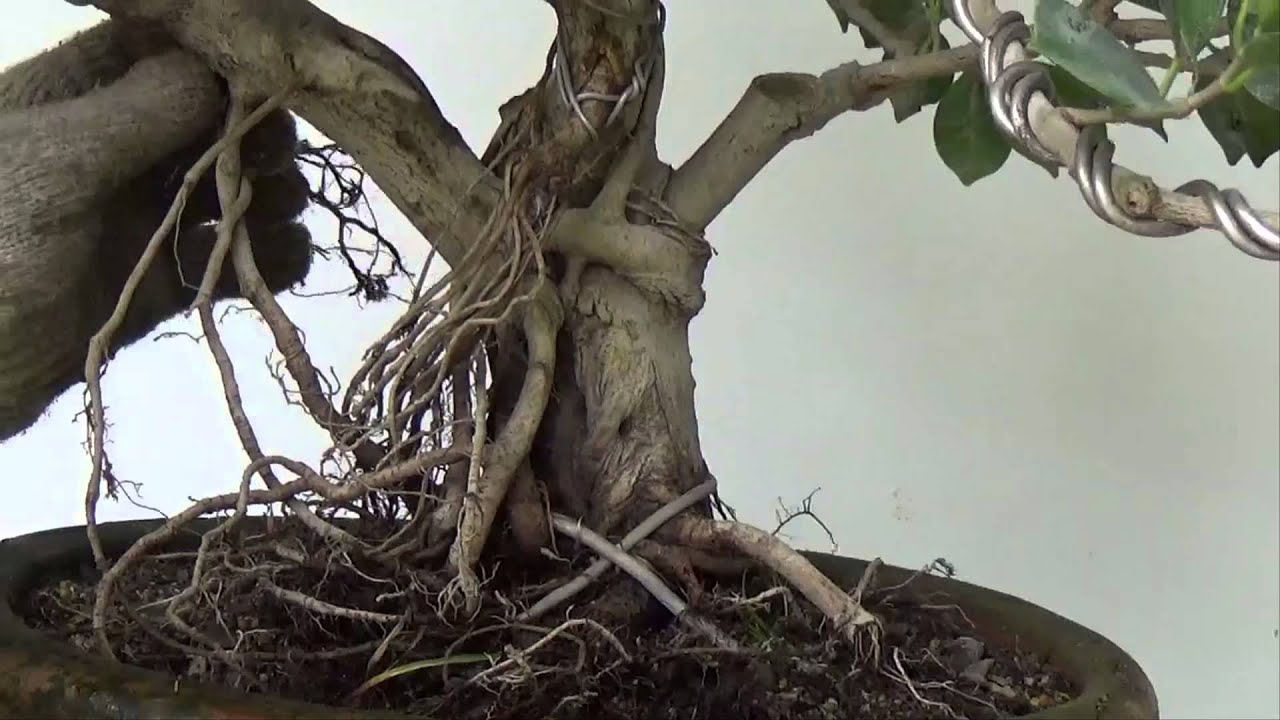 Bonsai Tutorials for Beginners: Ficus Root Tansfer from Branch to Trunk to Correct Taper