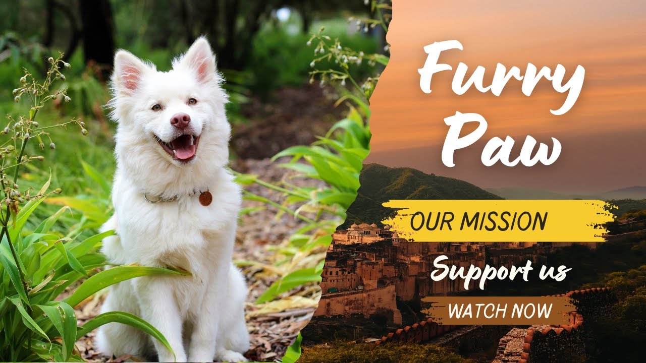 Rescue, Heal, Adopt: The Fight for Animal Welfare in India