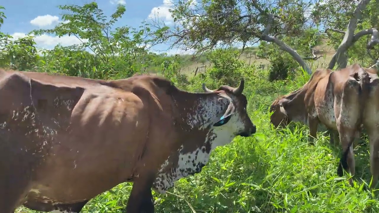 Colocando as vacas no novo pasto