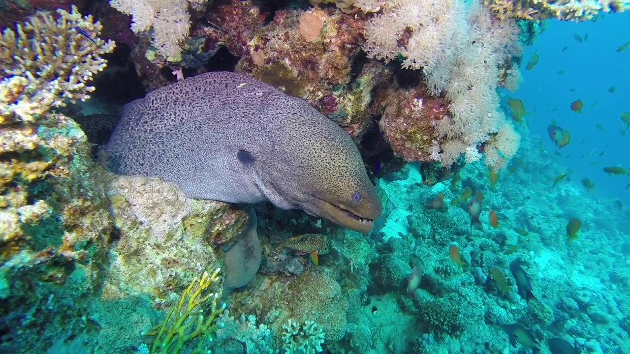 Muränen im Roten Meer
