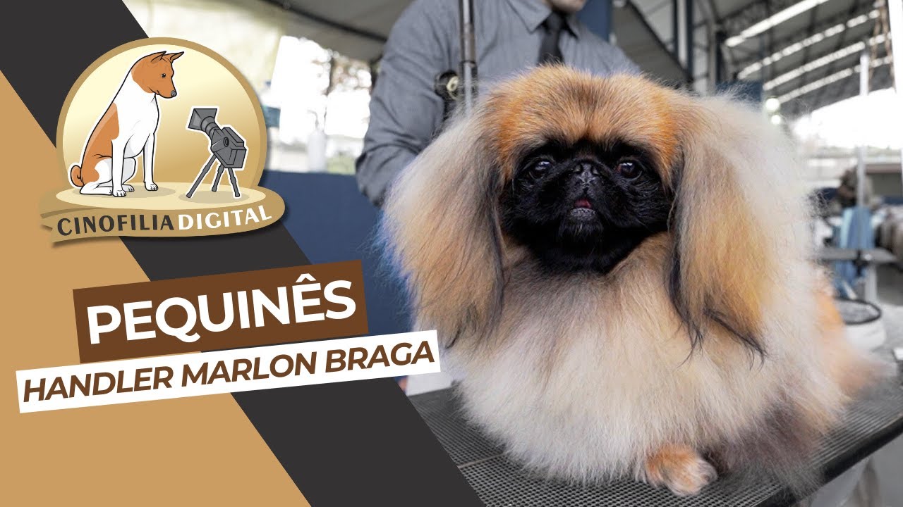 Pequinês Pekingese | Handler Profissional Marlon Braga | Cinofilia Digital